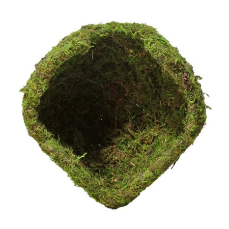 Galapagos Mossy Dome - 6" Diameter