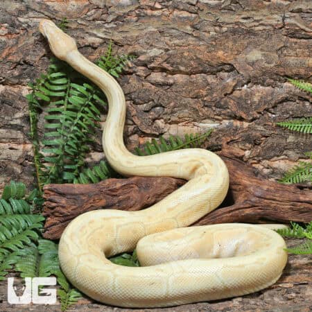 Lesser Enchi Clown Ball Python For Sale - Underground Reptiles