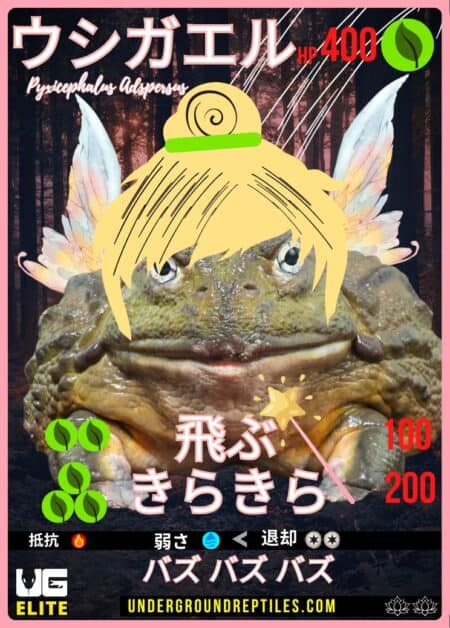 Cartoon pygmy chameleon card with fantasy elements and stats.