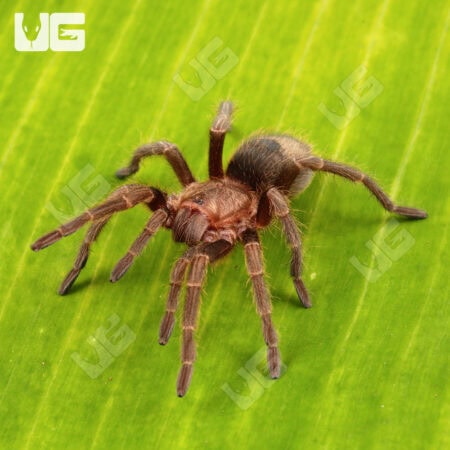 Valparaiso Rose Tarantula for sale - Underground Reptiles