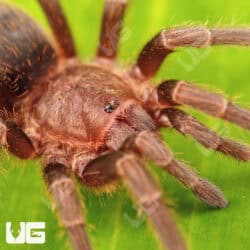 Valparaiso Rose Tarantula for sale - Underground Reptiles