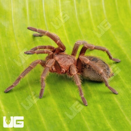 Valparaiso Rose Tarantula for sale - Underground Reptiles