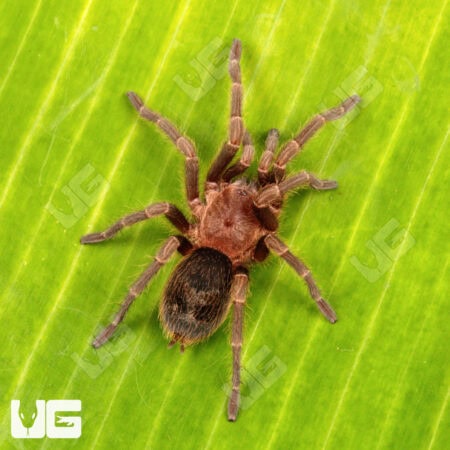 Valparaiso Rose Tarantula for sale - Underground Reptiles