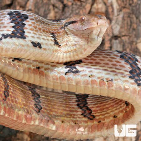 Adult Dog Toothed Cat Snakes For Sale - Underground Reptiles