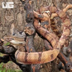 Adult Dog Toothed Cat Snakes For Sale - Underground Reptiles