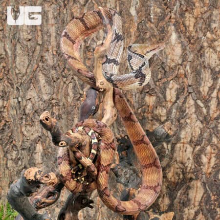 Adult Dog Toothed Cat Snakes For Sale - Underground Reptiles