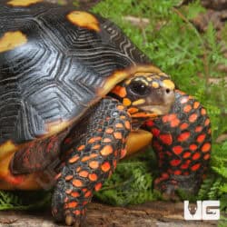 Redfoot Tortoise For Sale - Underground Reptiles