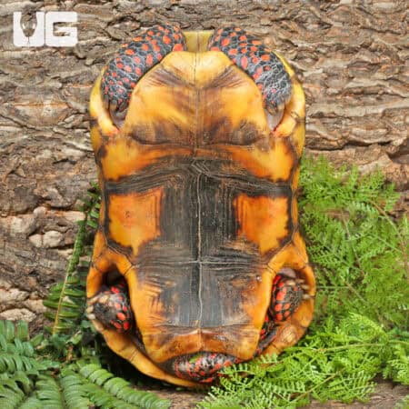 Redfoot Tortoise For Sale - Underground Reptiles
