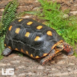Redfoot Tortoise For Sale - Underground Reptiles