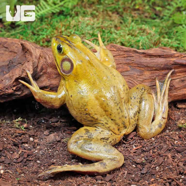 American Bullfrogs For Sale Underground Reptiles