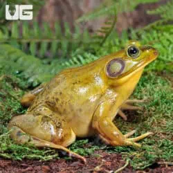 American Bullfrogs For Sale - Underground Reptiles
