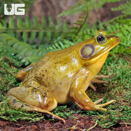 American Bullfrogs For Sale - Underground Reptiles
