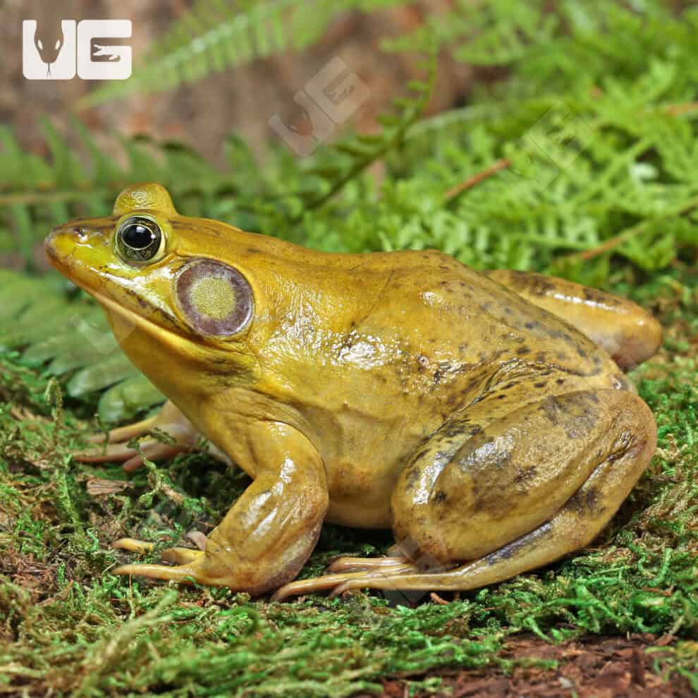 American Bullfrogs For Sale Underground Reptiles