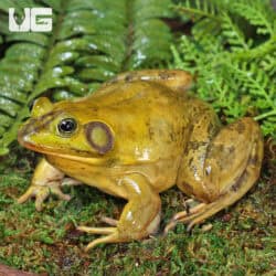American Bullfrogs For Sale - Underground Reptiles