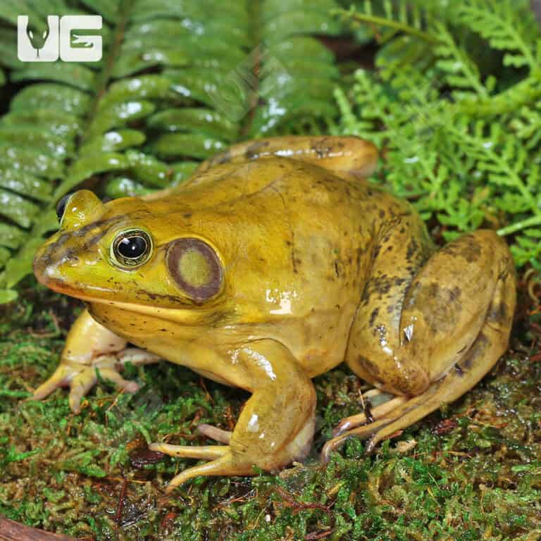 Common Rain Frogs For Sale Underground Reptiles