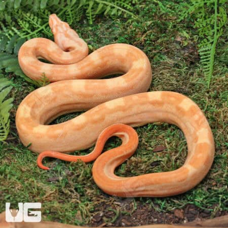 Male Aztec Motley Sharp Albino B1 For Sale - Underground Reptiles