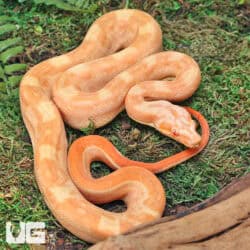 Male Aztec Motley Sharp Albino B1 For Sale - Underground Reptiles