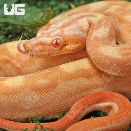 Male Aztec Motley Sharp Albino B1 For Sale - Underground Reptiles