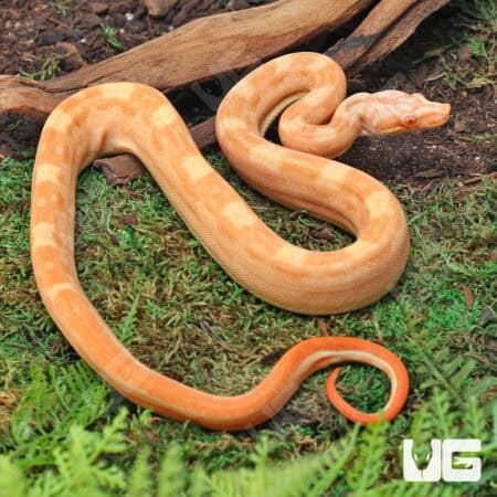 Male Aztec Motley Sharp Albino B1 For Sale - Underground Reptiles
