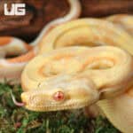 Female Aztec Pos Super Sharp Sunglow (Blue Line) Boa #B13 For Sale - Underground Reptiles