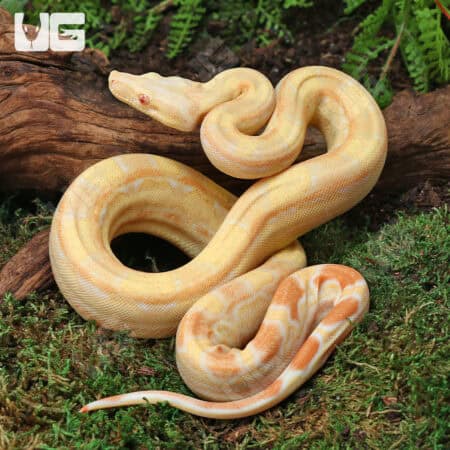 Female Aztec Pos Super Sharp Sunglow (Blue Line) Boa #B13 For Sale - Underground Reptiles