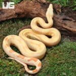 Female Aztec Pos Super Sharp Sunglow (Blue Line) Boa #B13 For Sale - Underground Reptiles