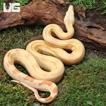 Female Aztec Pos Super Sharp Sunglow (Blue Line) Boa #B13 For Sale - Underground Reptiles