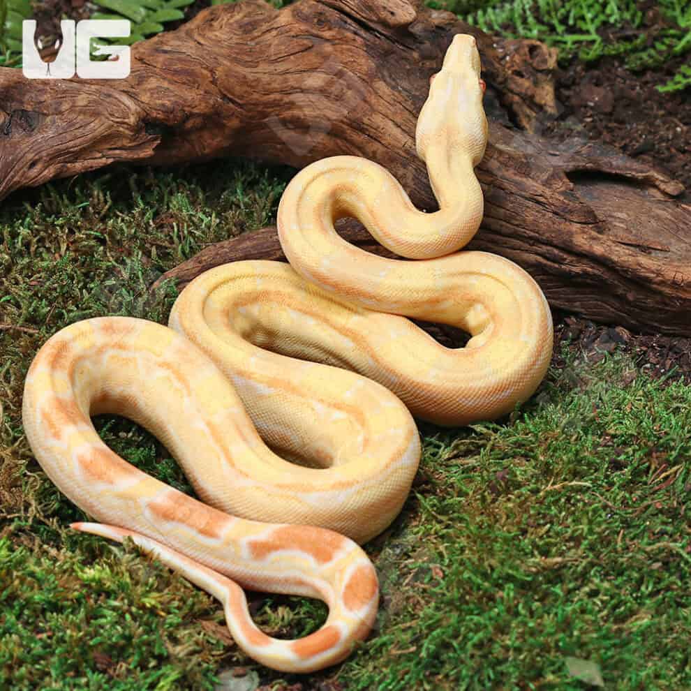 Female Aztec Pos Super Sharp Sunglow (Blue Line) Boa #B13 For Sale ...