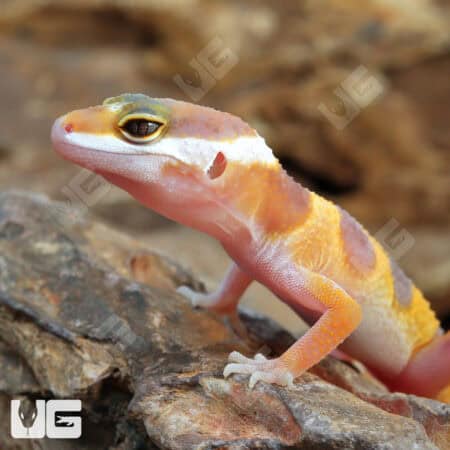 Baby Albino Leopard Geckos For Sale - Underground Reptiles
