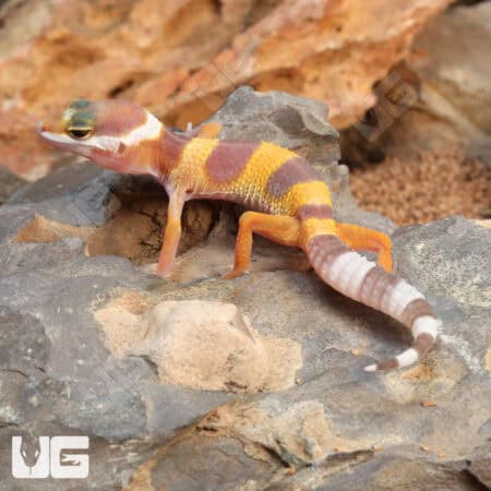 Baby Albino Leopard Geckos For Sale - Underground Reptiles