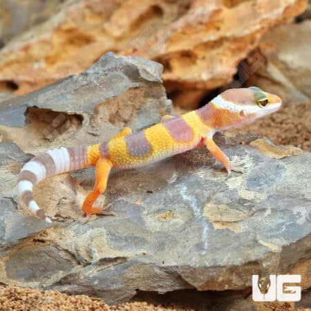 Baby Albino Leopard Geckos For Sale - Underground Reptiles
