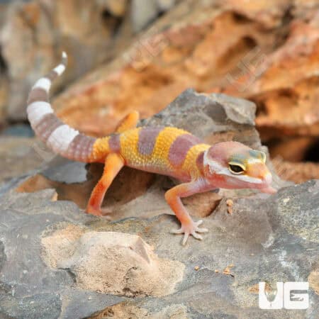 Baby Albino Leopard Geckos For Sale - Underground Reptiles