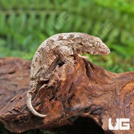 Baby Gran Terre Leachianus Geckos For Sale - Underground Reptiles