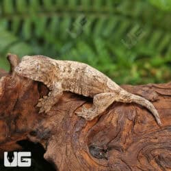 Baby Gran Terre Leachianus Geckos For Sale - Underground Reptiles