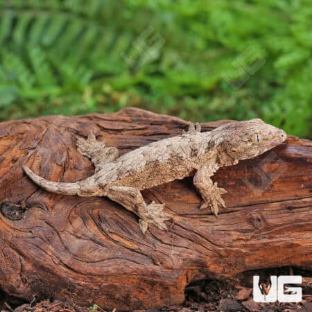 Baby Gran Terre Leachianus Geckos For Sale - Underground Reptiles