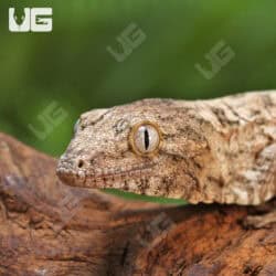 Baby Gran Terre Leachianus Geckos For Sale - Underground Reptiles