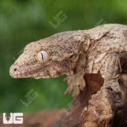 Baby Gran Terre Leachianus Geckos For Sale - Underground Reptiles