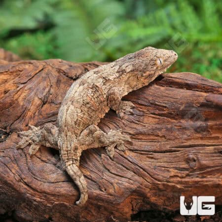 Baby Gran Terre Leachianus Geckos For Sale - Underground Reptiles