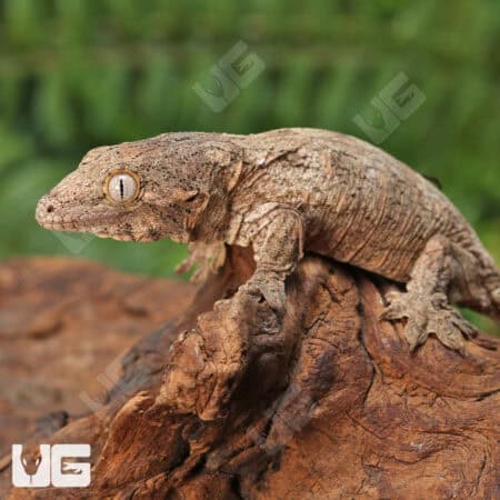 Baby Gran Terre Leachianus Geckos For Sale - Underground Reptiles