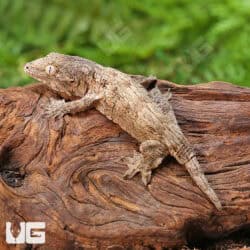 Baby Gran Terre Leachianus Geckos For Sale - Underground Reptiles