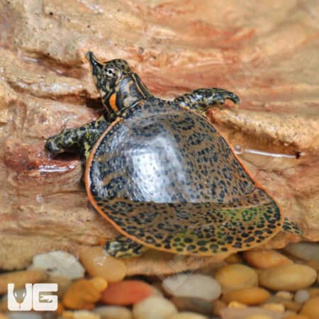 Baby Leopard Softshell Turtles (Apalone ferox X Spinifera) For Sale - Underground Reptiles