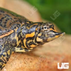 Baby Leopard Softshell Turtles (Apalone ferox X Spinifera) For Sale - Underground Reptiles