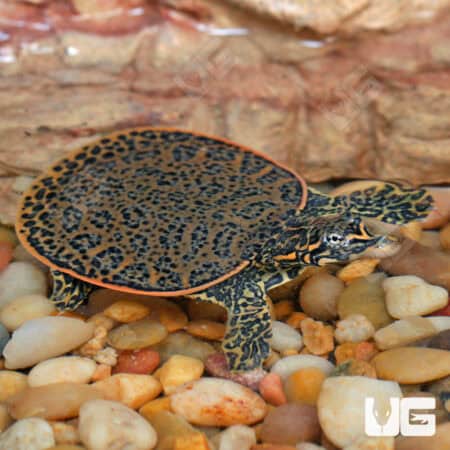 Baby Leopard Softshell Turtles (Apalone ferox X Spinifera) For Sale - Underground Reptiles