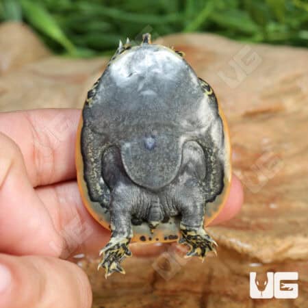 Baby Leopard Softshell Turtles (Apalone ferox X Spinifera) For Sale - Underground Reptiles