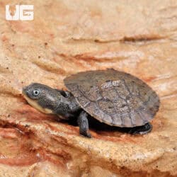 Baby Pinkbelly Snapper For Sale - Underground Reptiles