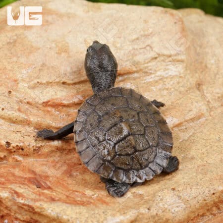 Baby Pinkbelly Snapper For Sale - Underground Reptiles