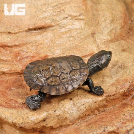 Baby Pinkbelly Snapper For Sale - Underground Reptiles