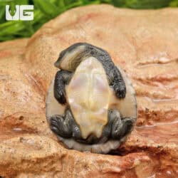 Baby Pinkbelly Snapper For Sale - Underground Reptiles