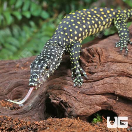 Baby Blue Tail Monitor For Sale - Underground Reptiles