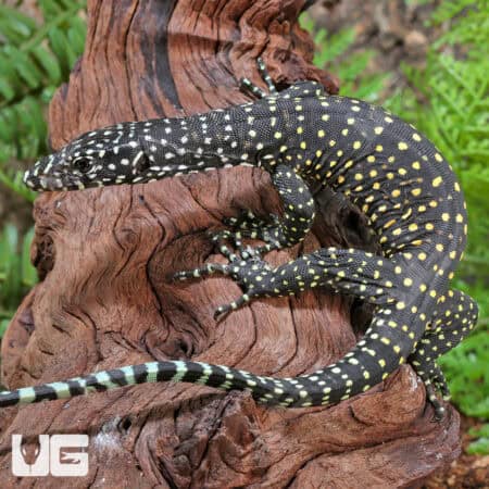 Baby Blue Tail Monitor For Sale - Underground Reptiles
